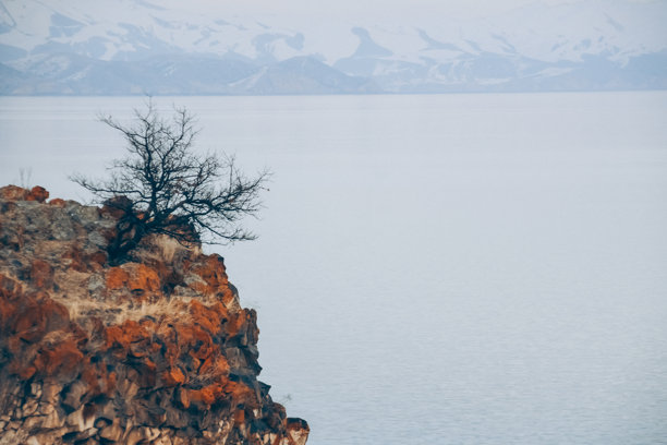 冬季森林中的一棵树。孤独的树木映衬着天空。光秃秃的树木冬季风景。自然的抽象照片。自然风景。图片下载