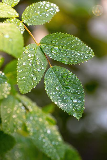 绿色叶子上的透明雨水水滴特写。竖版照片。图片下载