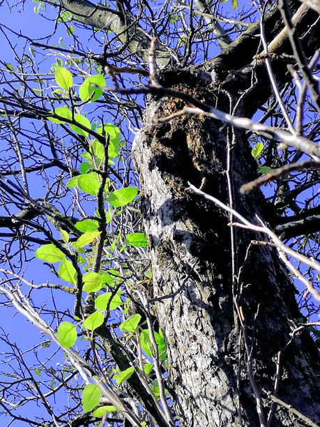 希望的库存照片。新生的库存照片。老干苹果树上长出新叶的库存照片。自然的库存照片。树木的库存照片。春天的库存照片。图片下载
