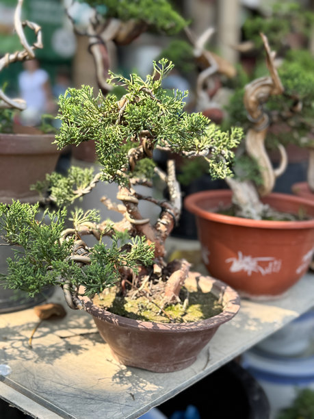 曼谷，泰国路边盆景市场的图片 / 市场上出售的美丽精致造型的盆景树图片下载