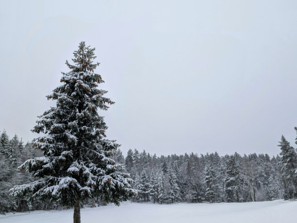 斯堪的纳维亚北部挪威冬季气候的横向风景照片，展现了寒冷的自然环境、雪堆、寒冷的活动、乡村道路、路径、飘落的雪花、森林和树木，以及暴风雪的场景。图片下载