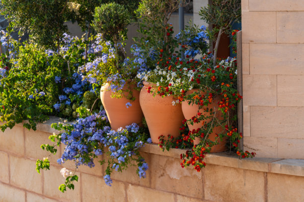 明亮多彩的花朵在房子外的花盆中。索勒港，马洛卡。地中海夏季氛围。室内照片图片下载