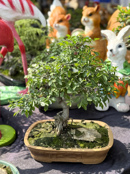 室内盆栽树的图片 / 中国榆树盆栽，传统艺术，盆栽植物图片下载