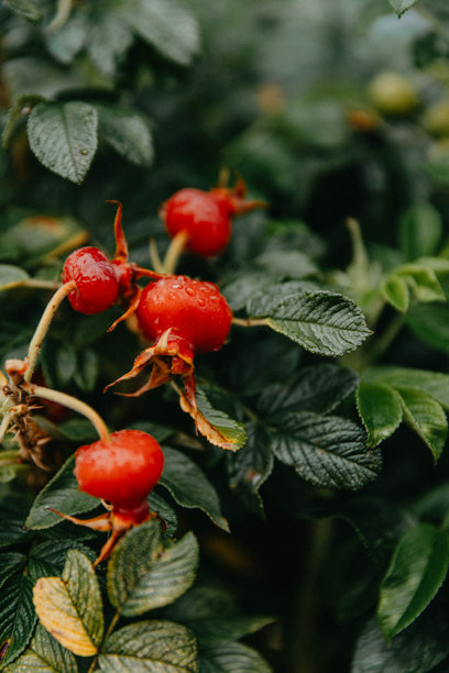 红色玫瑰果与叶子，秋季，竖版照片图片下载