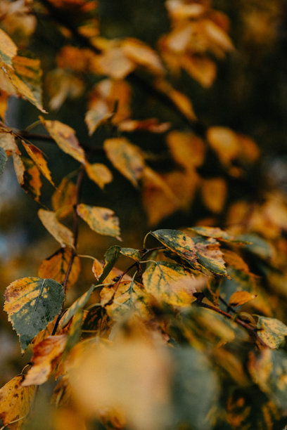 秋天的杂色黄色叶子，适合用作背景的竖版照片图片下载