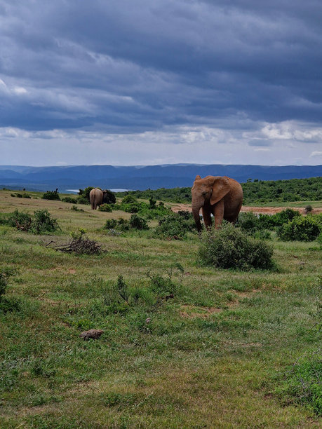 南非阿多大象公园上空的暴风雨天空，位于花园大道，波特伊丽莎白，库存照片，自然摄影，风景，戏剧性图片下载