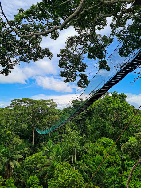 树冠上的木制丛林桥，树顶，树冠，悬索桥，亚马逊雨林，巴西，厄瓜多尔，秘鲁，哥伦比亚，库存照片图片下载