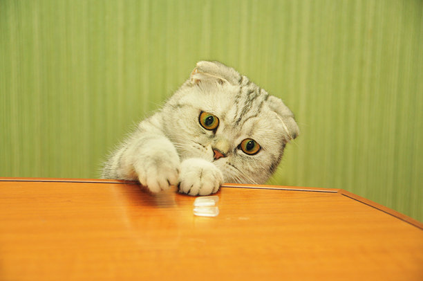 一只好奇的苏格兰折耳猫，拥有大大的绿色眼睛，正伸手去触碰木桌上的一个物体。这只可爱的猫咪顽皮的表情和柔软的毛发，使这张图片成为宠物爱好者的完美选择。图片下载
