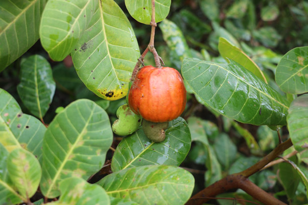 这是一个腰果果实悬挂在树枝上的特写照片。腰果果实呈鲜艳的红色，底部附有一个腰果坚果。腰果树的叶子是绿色且光滑的。背景模糊。图片下载