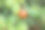 这是一个腰果果实悬挂在树枝上的特写照片。腰果果实呈鲜艳的红色，底部附有一个腰果坚果。腰果树的叶子是绿色且光滑的。背景模糊。图片下载