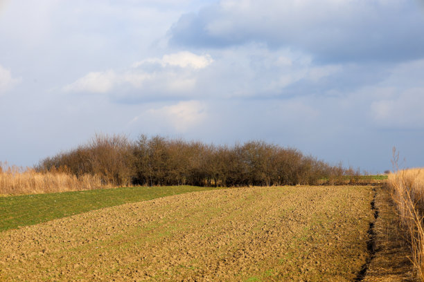 这张照片展示了一个被分成两部分的田野。一部分是绿色的，覆盖着草，另一部分是棕色的耕地。背景中有一片小森林，树木光秃秃的。图片下载