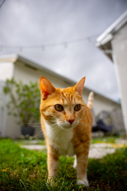 户外潜行的橙色虎斑猫的库存照片图片下载