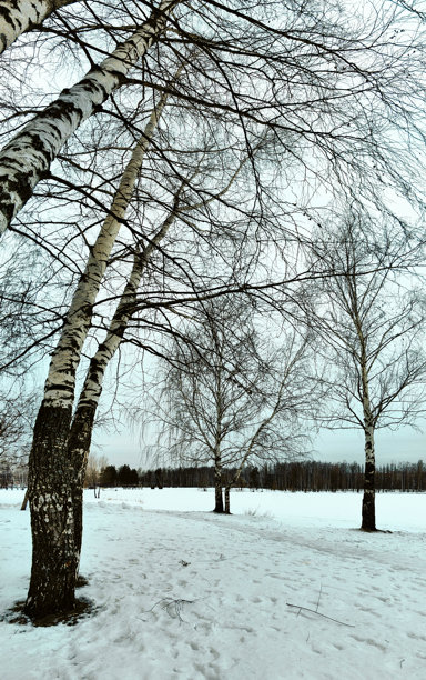 光秃秃的白桦树、雪和覆盖在雪下的冰冻湖面，雪堆和灰色的天空，寒冷的冬日。俄罗斯。下诺夫哥罗德。斯维特洛亚尔斯科耶湖。2025年1月。照片。图片下载