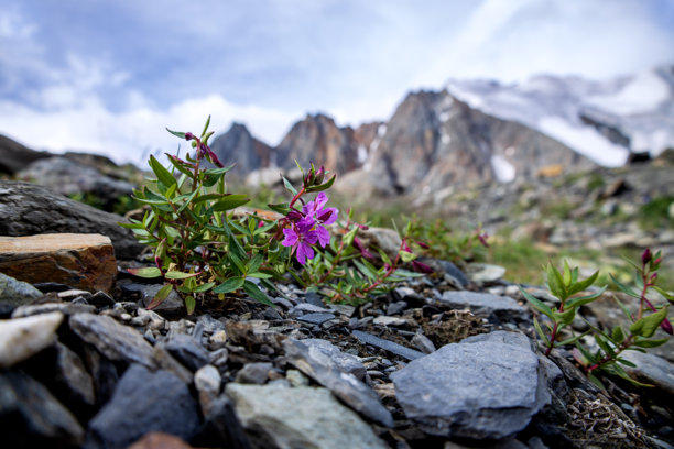 山顶上的紫丁香花，周围是岩石和冰川。美丽自然的横向照片。图片下载