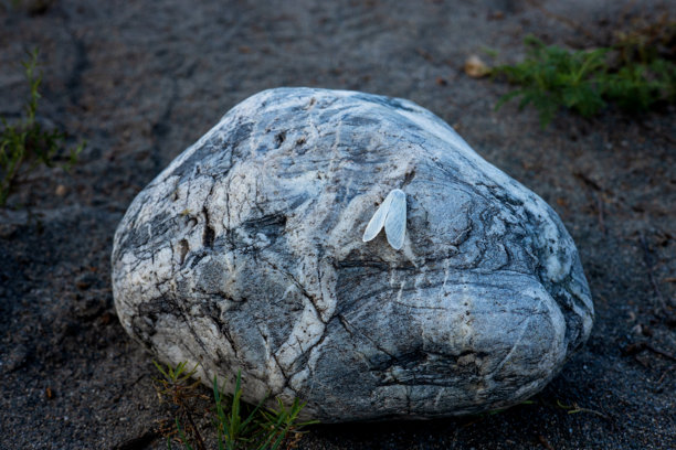 一只蛾子在傍晚时分停在一块大灰色岩石上。昆虫在自然环境中的照片。图片下载