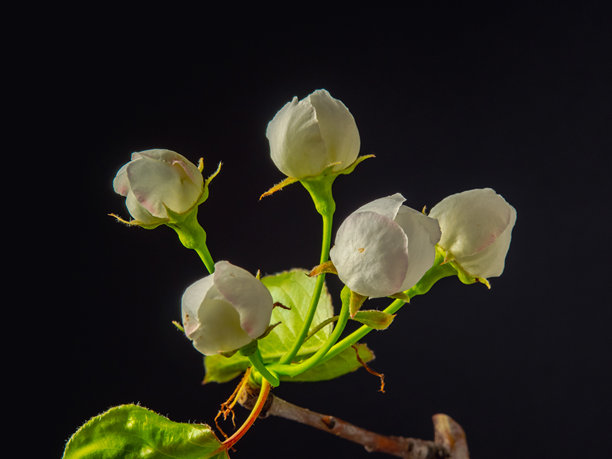 黑色背景上的梨花盛开与生长的照片。盛开的梨花。图片下载
