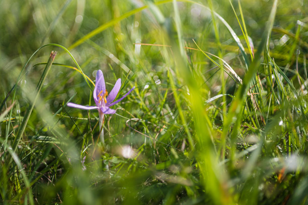 Ocun - Colchicum - 草地上五彩缤纷的花朵。照片中有一个由旧镜头创造的美丽散景。图片下载
