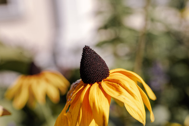 黄色花朵的背景。花卉壁纸。春季或夏季背景。适合贺卡的图片。花园花卉。室内海报。室内图片。花朵特写，微距摄影。图片下载