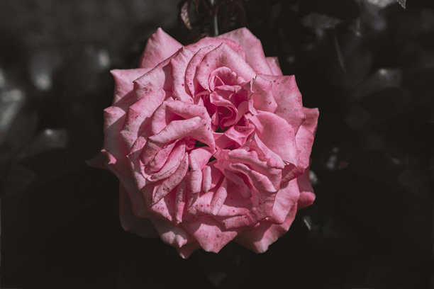 婚礼贺卡背景。粉色玫瑰，选择性对焦。带有留白的背景。适合礼品卡的图片。爱的象征。花园花卉。春季或夏季海报。特写。留白空间。图片下载