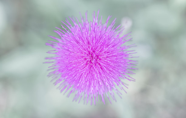 紫丁香花背景。花卉壁纸。春季或夏季背景。适合贺卡的图片。花园花卉。室内海报。室内图片。花卉特写，微距摄影。图片下载