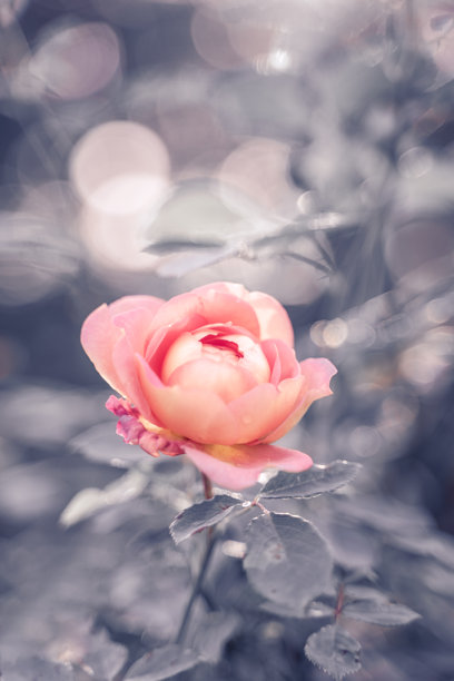 粉色花朵背景。玫瑰壁纸。春季或夏季背景。适合贺卡的图片。花园花卉。室内海报。室内图片。花朵特写，微距摄影。图片下载