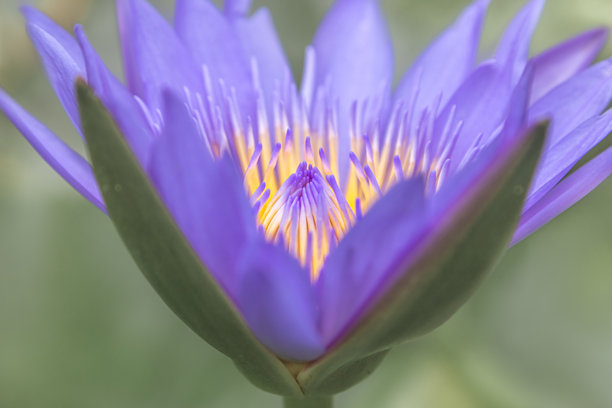 蓝色花朵背景。带有异国情调的莲花壁纸。春季或夏季背景。适合贺卡的图片。花园花卉。室内海报。室内图片。花朵特写，微距。图片下载