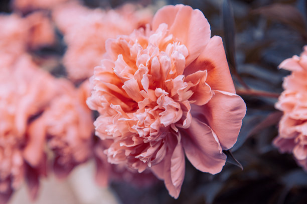 婚礼贺卡背景。粉色牡丹，选择性对焦。带有留白的背景。适合礼品卡的图片。爱的象征。花园花卉。春季或夏季海报。特写。留白空间。图片下载