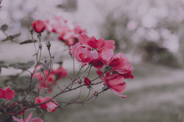 婚礼贺卡背景。粉色花朵，选择性对焦。带有留白的背景。适合礼品卡的图片。爱的象征。花园花卉。春季或夏季海报。特写。留白空间。图片下载
