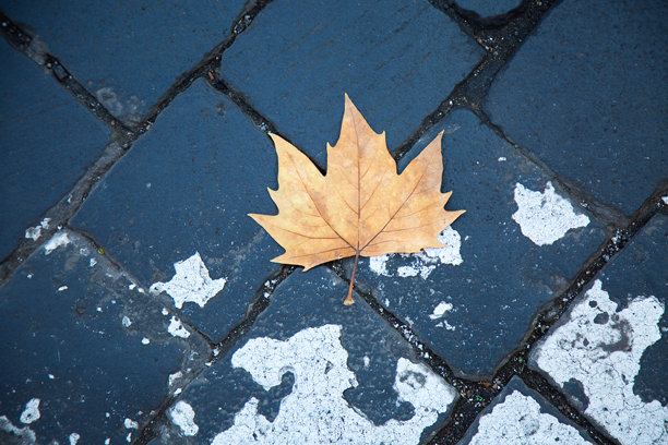 干枯的黄色枫叶在深灰色的鹅卵石路上。秋天的概念。孤独。罗马的落叶。孤立的叶子在圣彼得里尼铺路石上。背景和壁纸图片。图片下载