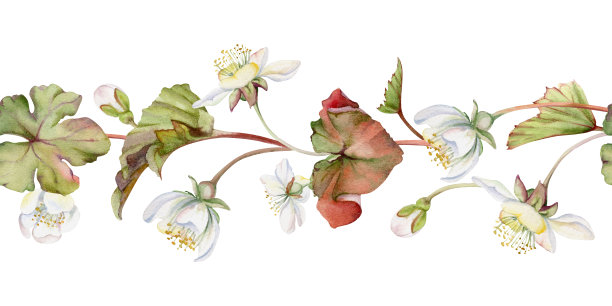 早春花朵与干枯树叶，白色森林云莓银莲花报春花，水彩手绘。无缝横幅花环插图，适用于婚礼、花店、剪贴簿。图片下载