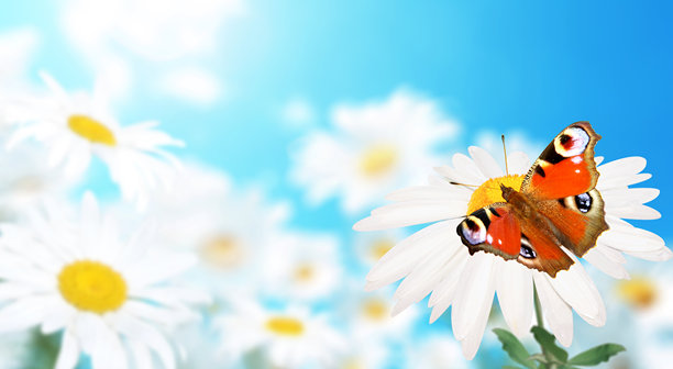 孔雀蝶停在野生洋甘菊花上，背景是阳光明媚的春天草地。夏季场景中，洋甘菊花与蓝天相映成趣。这是一张色彩斑斓、柔和虚焦的风景照片。图片下载