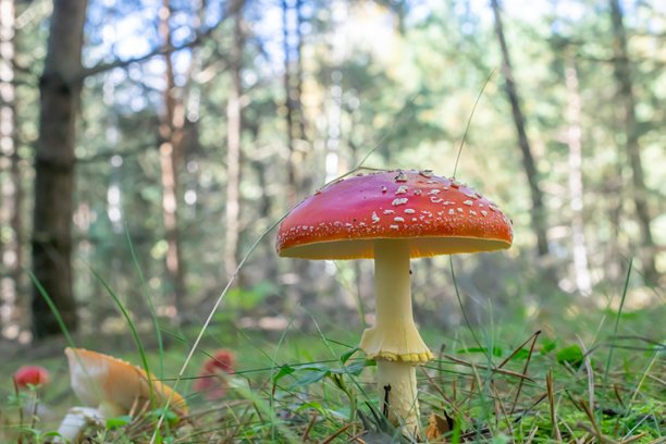 阳光明媚的日子里，红蘑菇（Amanita muscaria）的照片图片下载