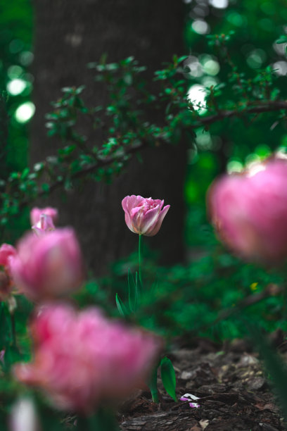 郁金香花瓣春季花坛绽放树林环境四月早晨黄昏场所垂直户外自然照片图片下载