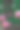 郁金香花瓣春季花坛绽放树林环境四月早晨黄昏场所垂直户外自然照片图片下载