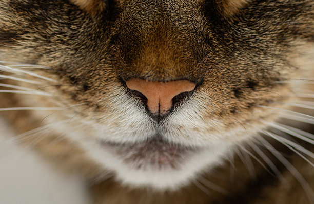 猫脸特写。微距照片。图片下载