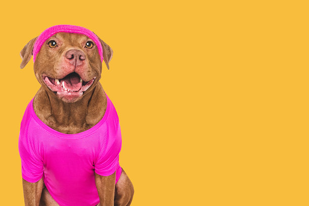 可爱的狗，穿着普拉提背心和头带。工作室照片图片下载
