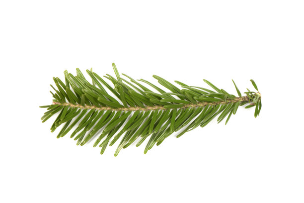 白色背景上的云杉树枝。高分辨率照片。图片下载
