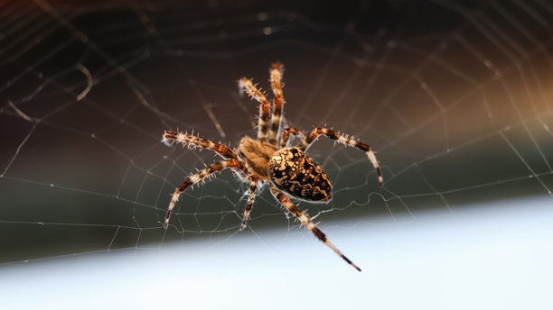 一张特写的微距照片，展示了一只蜘蛛栖息在花园中精致的蛛网上。蛛网的细丝形成了十字形的图案，蜘蛛位于中心位置。图片下载