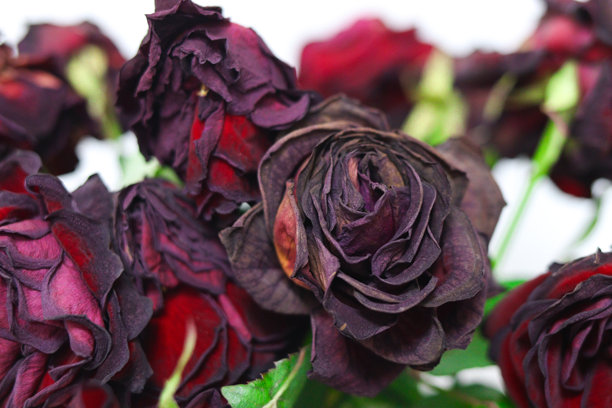 白色背景上的枯萎深红玫瑰特写花束。干花。照片呈现出戏剧性的氛围，带有忧郁、美感和花卉艺术。正面视角。图片下载