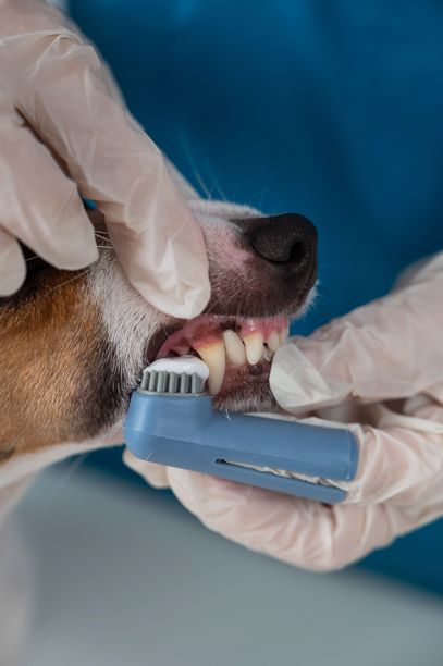 一位兽医正在为杰克罗素梗清洁牙齿。竖版照片。图片下载