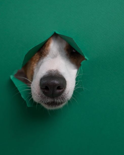 杰克罗素梗的鼻子从绿色纸板背景中探出。竖版照片。图片下载