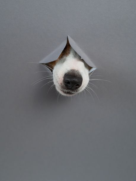 杰克罗素梗犬的鼻子从灰色纸板背景中伸出。留白空间。竖版照片。图片下载