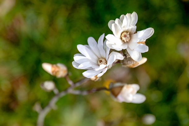 星花木兰（Magnolia stellata）白色花朵的特写照片，背景模糊，适用于花园或景观设计。图片下载