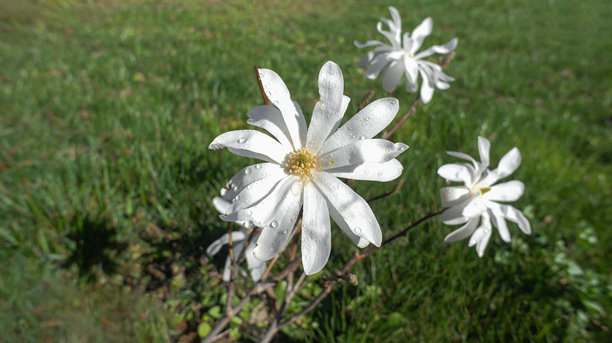 星花木兰（Magnolia stellata）白色花朵的特写照片，背景模糊，适用于花园或景观设计。图片下载