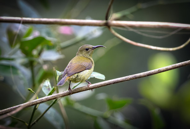 红色太阳鸟雌鸟的库存照片图片下载
