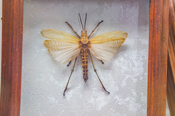 左侧面对的蜻蜓特写照片，部分展开的翅膀，分段的身体，头部、胸部、腹部，可能的图案或标记，模糊的背景带有纹理的垂直线条，可能是植物。图片下载