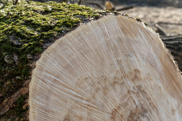 这张照片展示了一棵新切割树桩的细节特写。苔藓覆盖了树桩的一部分，阳光照亮了生长年轮，展现了大自然的美。图片下载