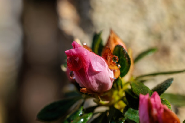 粉色杜鹃花（Rhododendron indicum）花瓣尖端的水滴特写照片。图片下载