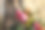 粉色杜鹃花（Rhododendron indicum）花瓣尖端的水滴特写照片。图片下载