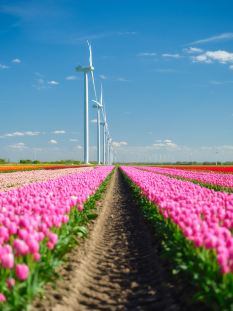 郁金香田野与风力涡轮机。荷兰田野中的风力发电机。绿色能源生产。白天的花卉风景。适合用作壁纸和背景的照片。图片下载